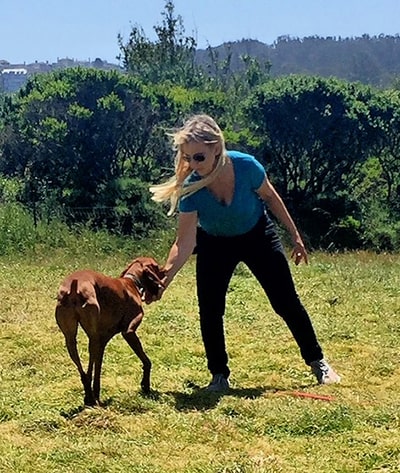 Dog Training San Francisco, CA
