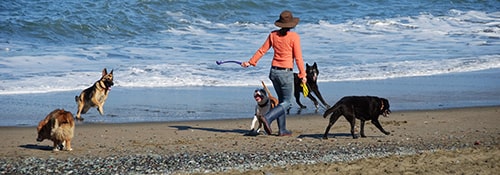 Dog Walking Services In San Francisco, CA