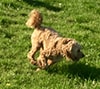 Puppy Daycare In San Francisco, California